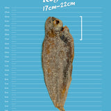 Sole Fish - Skipper's Pet Products