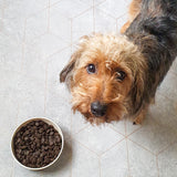Essential Bundle | Ocean Feast Grain Free Dog Food + Dental Treats + FREE 1L Salmon Oil