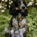 Wolf Fish Flatties - Skipper's Pet Products