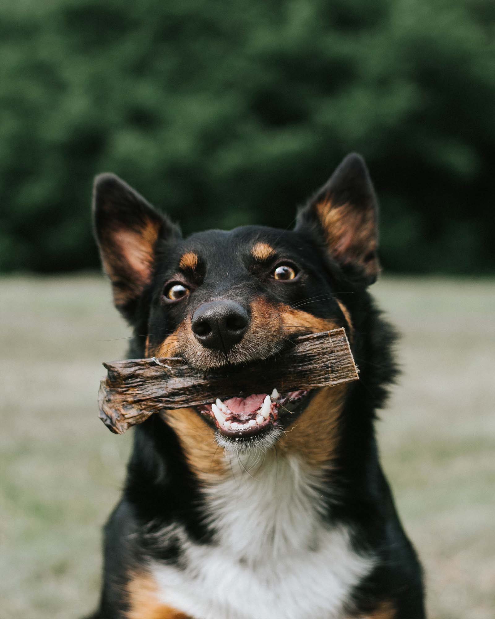 Wolf Fish Flatties - Skipper's Pet Products