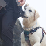 Wolf Fish Flatties - Skipper's Pet Products