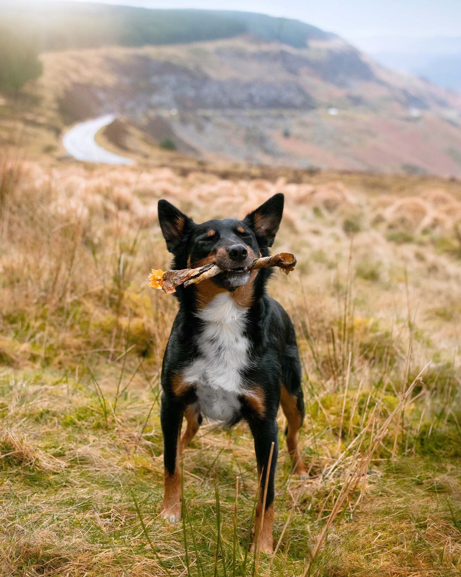 Wolf Fish Twists - Skipper's Pet Products