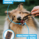 Dental Bundle